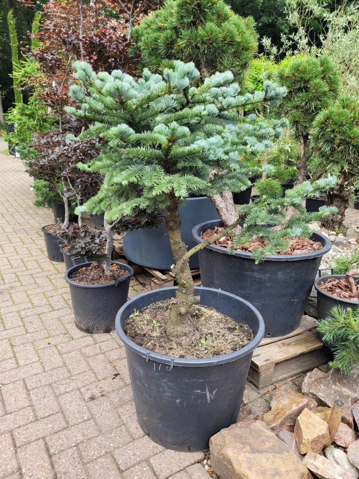 Abies Obrighoven Vormsnoei - Oude Boom in Pot, Tuin en Terras, Planten | Bomen, Bloeit niet, Overige soorten, 100 tot 250 cm, Ophalen