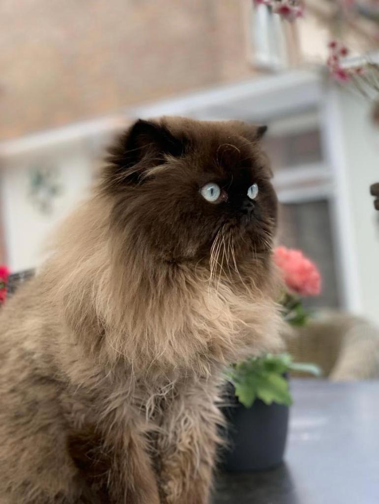 Lieve reus zoekt nieuw mandje, Dieren en Toebehoren, Katten en Kittens | Raskatten | Langhaar, Kater, Ontwormd