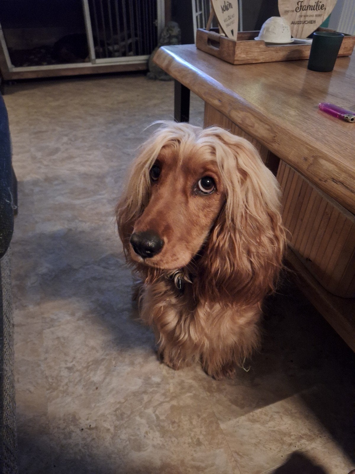 verwacht pups, Parvo, Overige rassen, 8 tot 15 weken, Meerdere