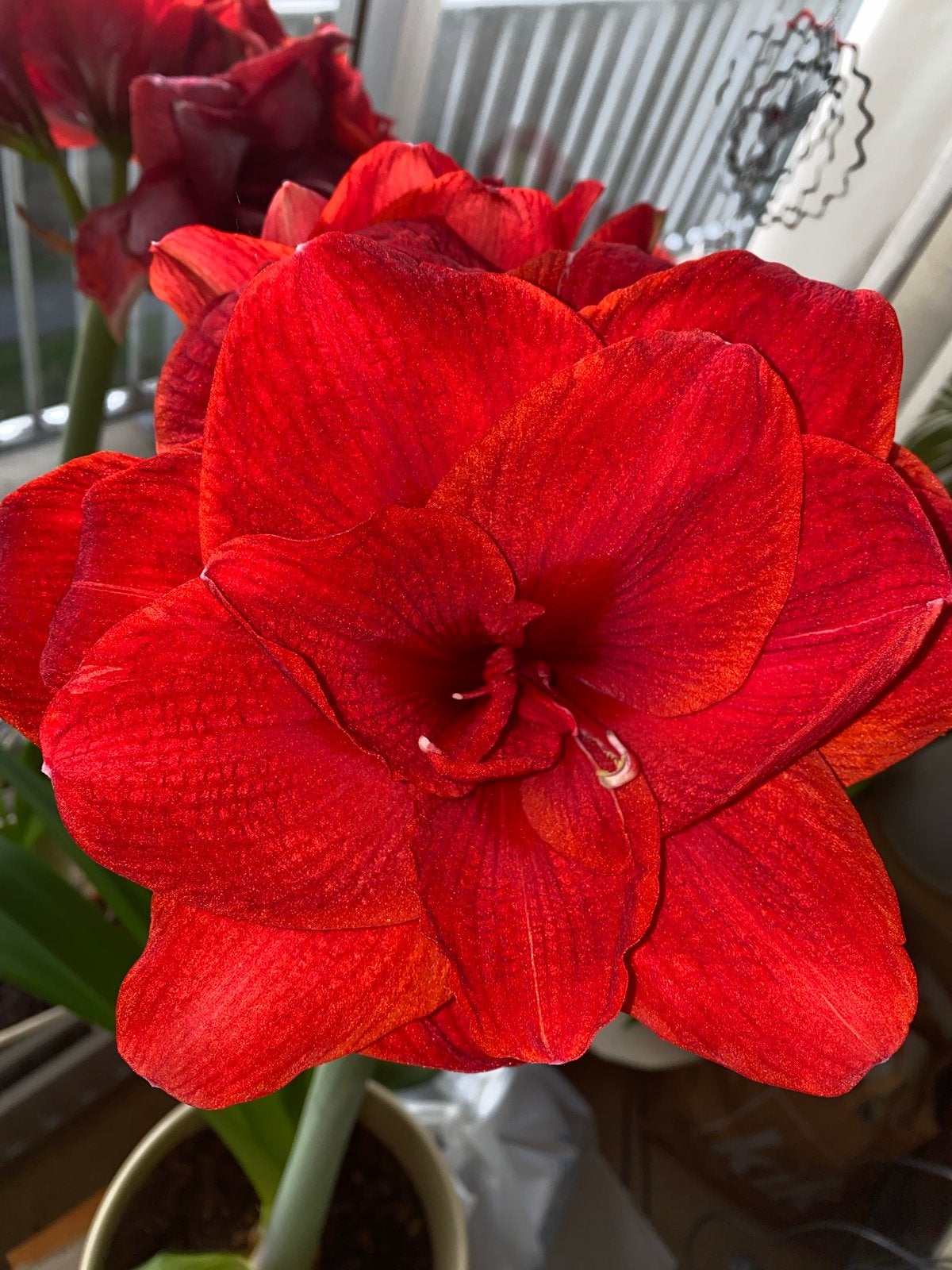 Prachtige rode Hippeastrum Velvet Nymph bol met bladeren, Ophalen of Verzenden, Najaar, Volle zon