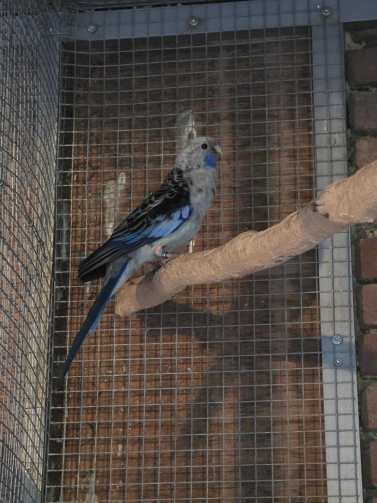 Blauwe penant pop, Dieren en Toebehoren, Vogels | Parkieten en Papegaaien, Vrouwelijk, Parkiet, Geringd