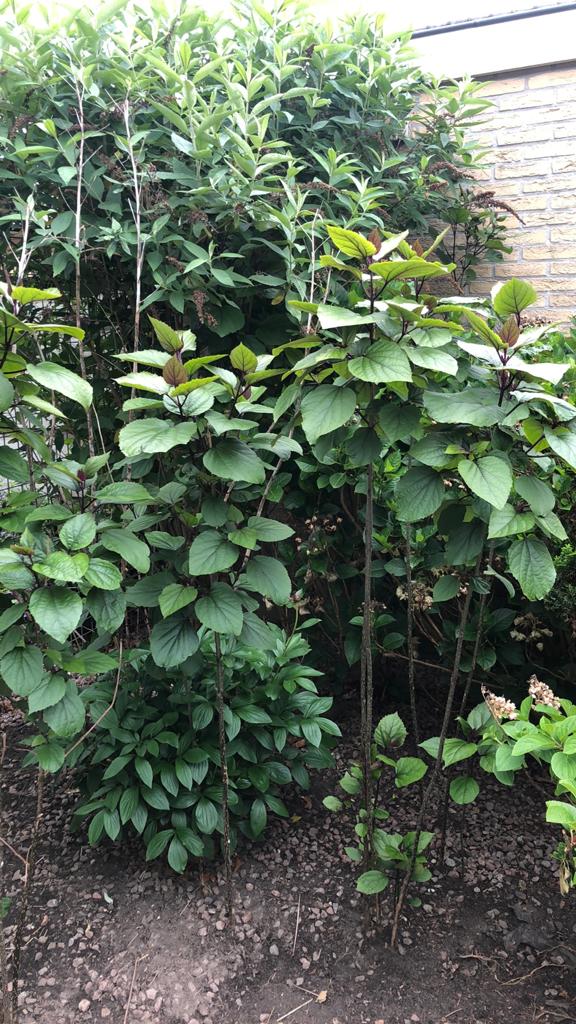 Clerodendrum (Pindakaasplant) - Stekjes, Vaste plant, Halfschaduw, Zomer, Ophalen
