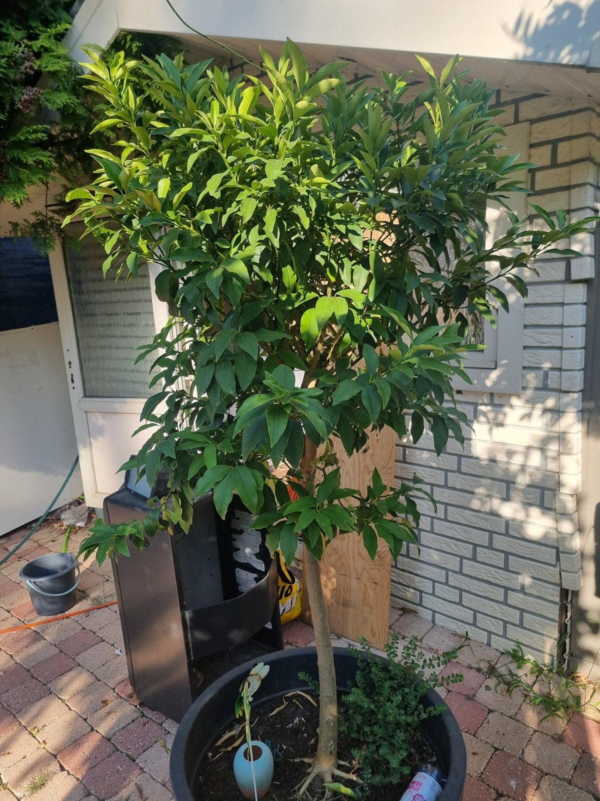 Grote citrusboom in pot - Perfect voor terras of tuin, Ophalen, In pot