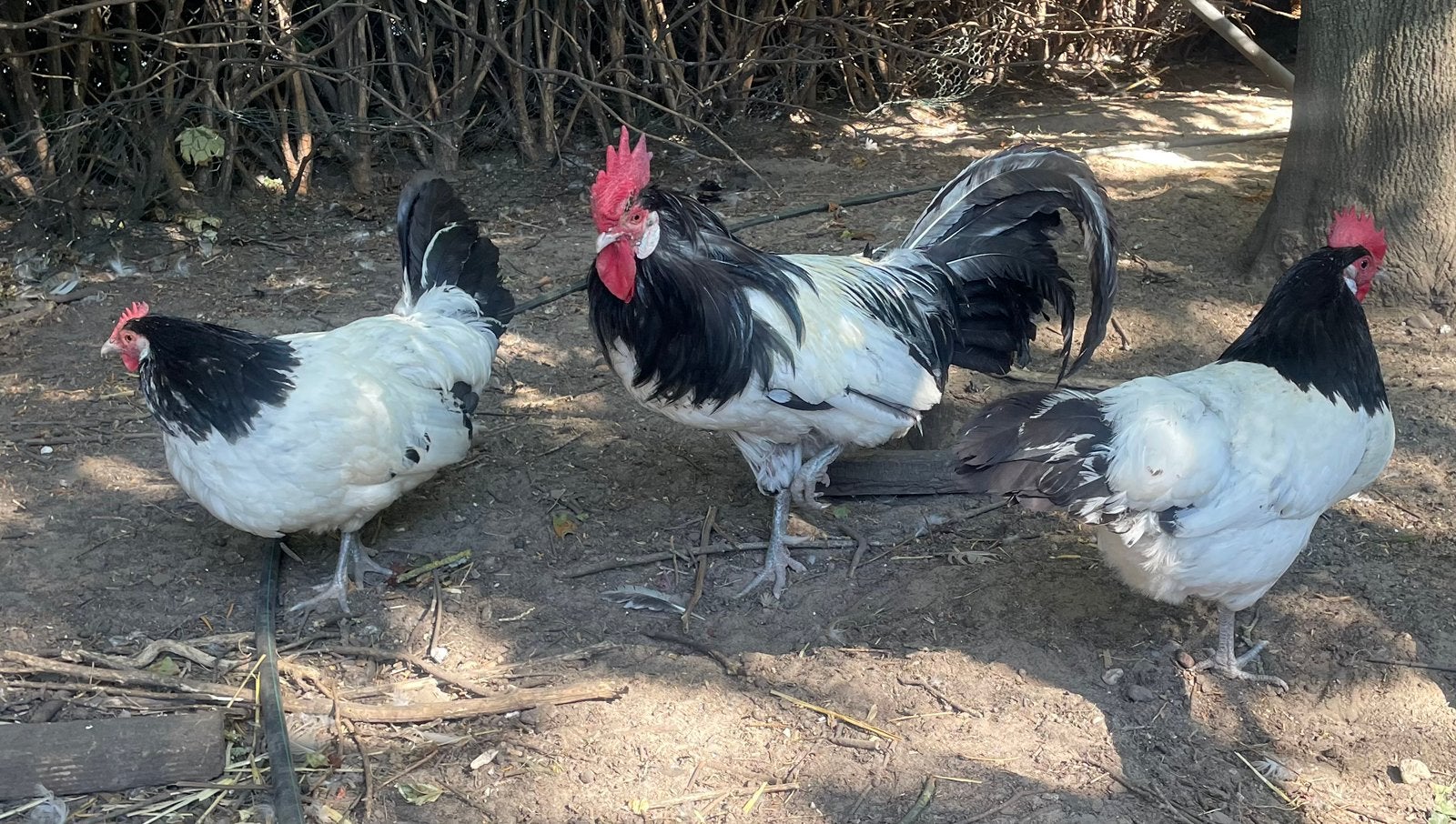 Lakenvelder, 4 Kippen 1 haan, Dieren en Toebehoren, Pluimvee, Meerdere dieren, Kip