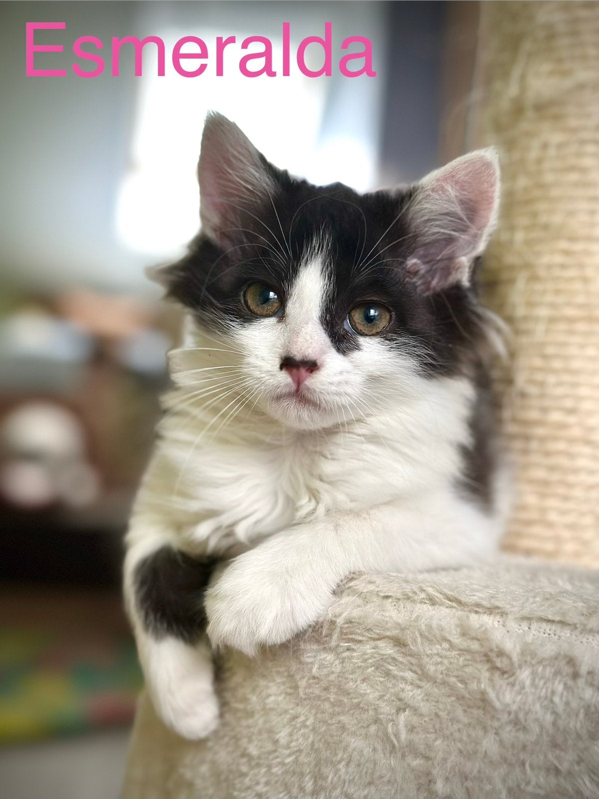 Mainecoon x Ragdoll kittens gevaccineerd & gechipt, Meerdere dieren, Gechipt, 0 tot 2 jaar