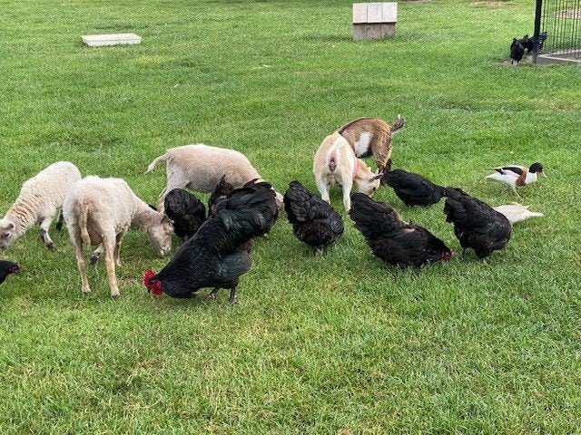 Australorp kippen, Dieren en Toebehoren, Pluimvee, Vrouwelijk, Kip