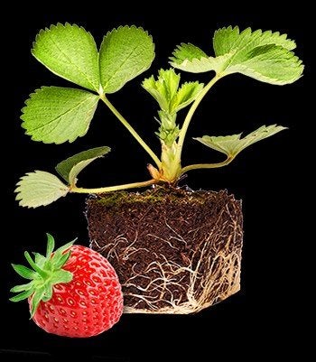 Aardbeienplant stekjes - Vers en klaar om te planten, Volle zon, Vaste plant, Ophalen of Verzenden, Fruitplanten