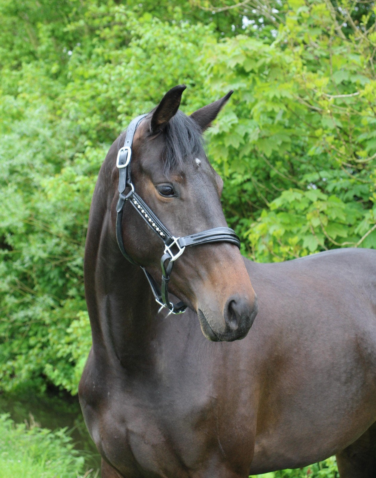 KWPN Stermerrie 4 jaar 1.70m | Lowlands x Obelisk | Dressuur, Merrie, Met stamboom, Dressuurpaard, 3 tot 6 jaar