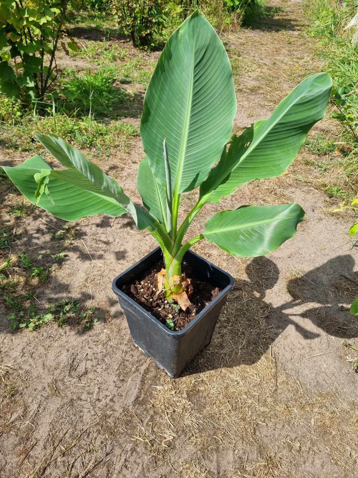 Gouden Lotusbanaan  - Musella lasiocarpa, Volle zon, Vaste plant, Bloeit niet, Ophalen