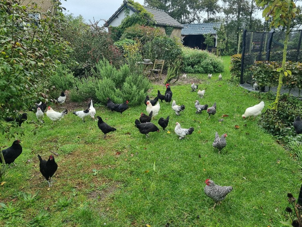Kippen, Vrouwelijk, Kip