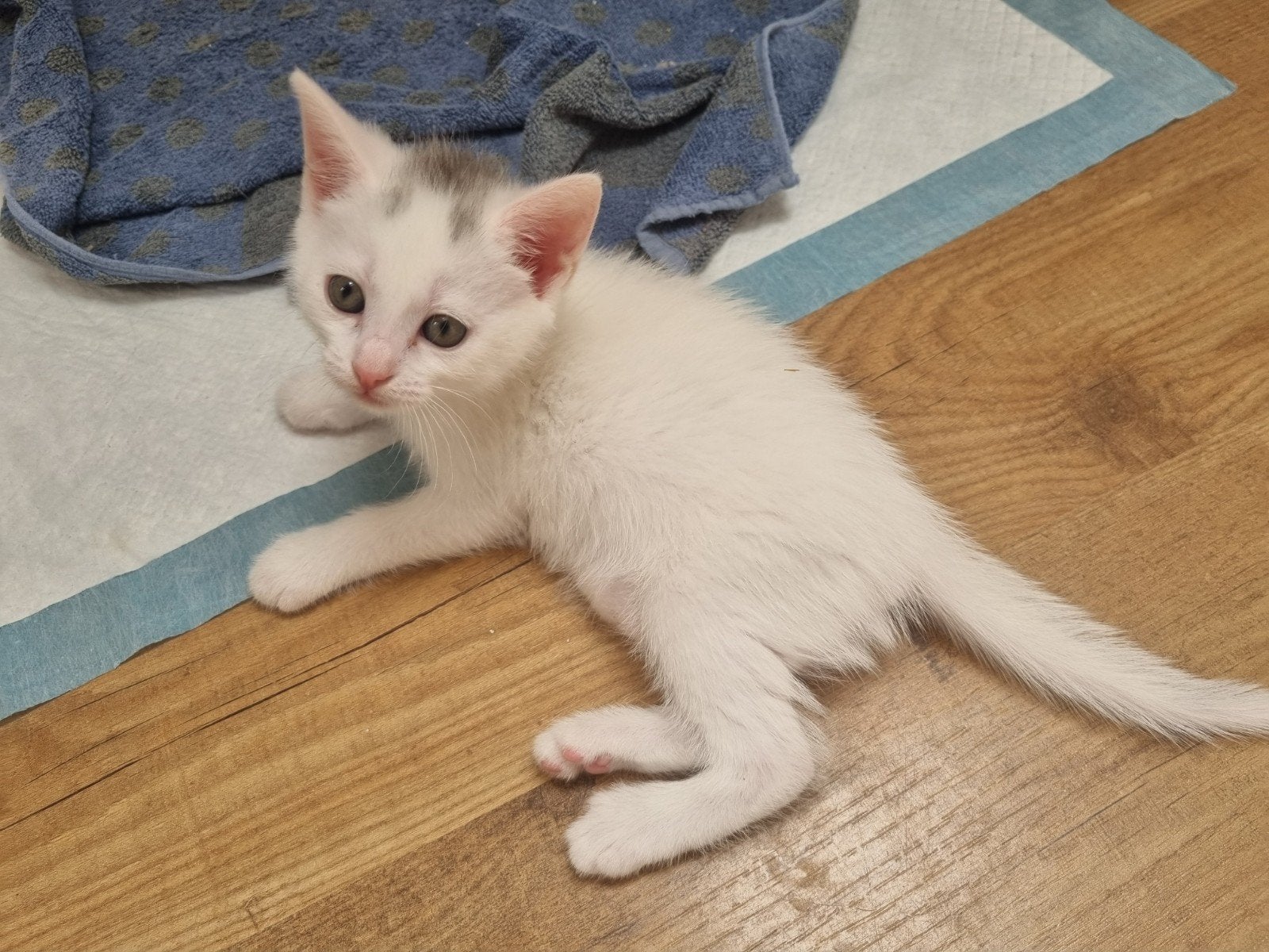 2 witte kittens poesjes, Poes, Ontwormd