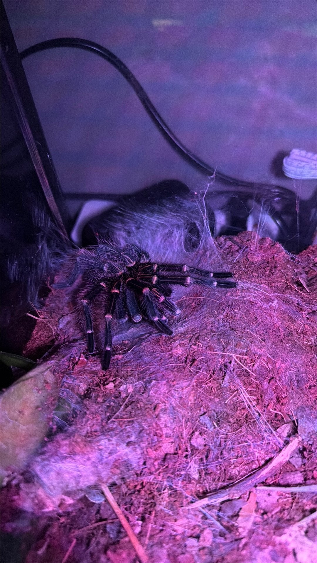 Gramastola pulchripes 1.0.0, Dieren en Toebehoren, Overige soorten, 3 tot 6 jaar