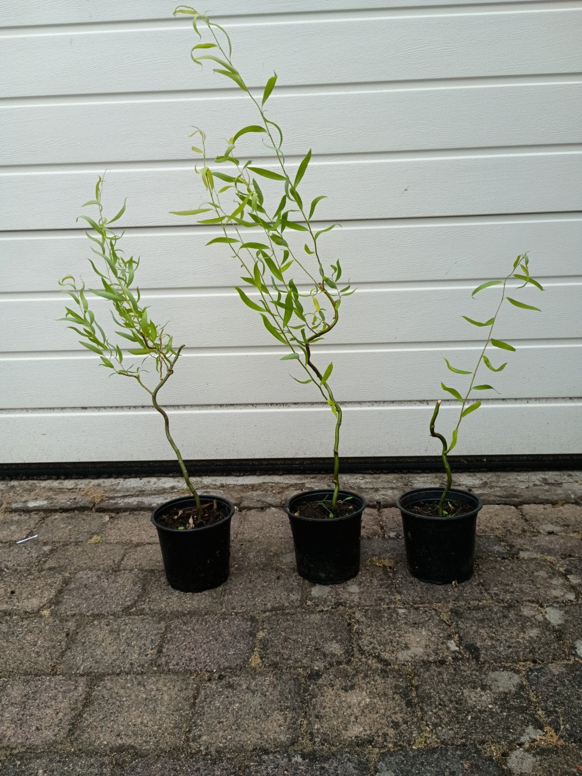 Biologische krulwilg 60 cm, Ophalen, Overige soorten, Minder dan 100 cm