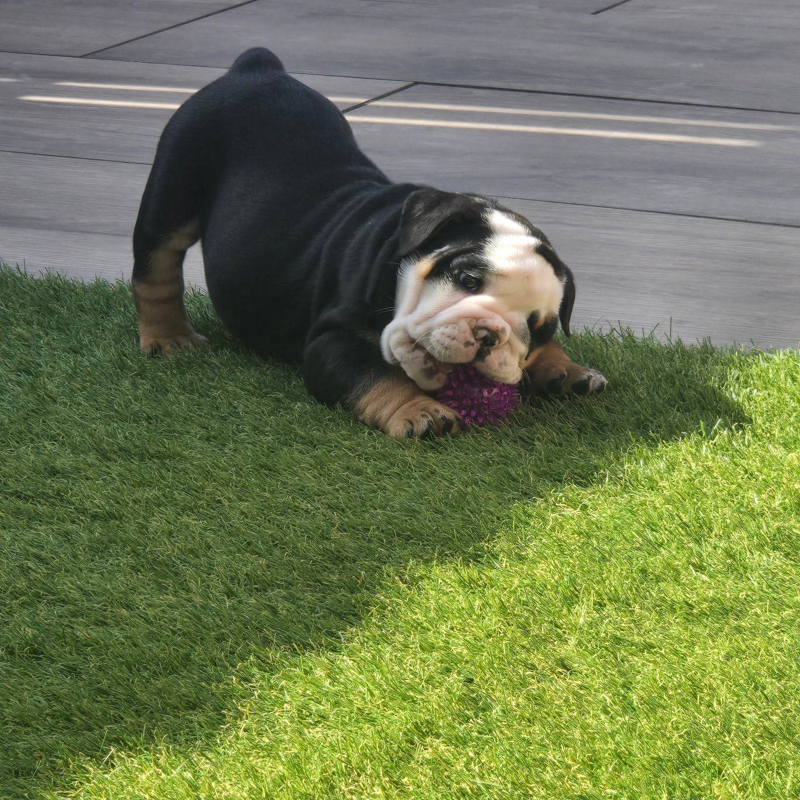Old English Bulldog Pup nog 1 mooie reu te koop, Parvo, 8 tot 15 weken, Bulldog, Meerdere