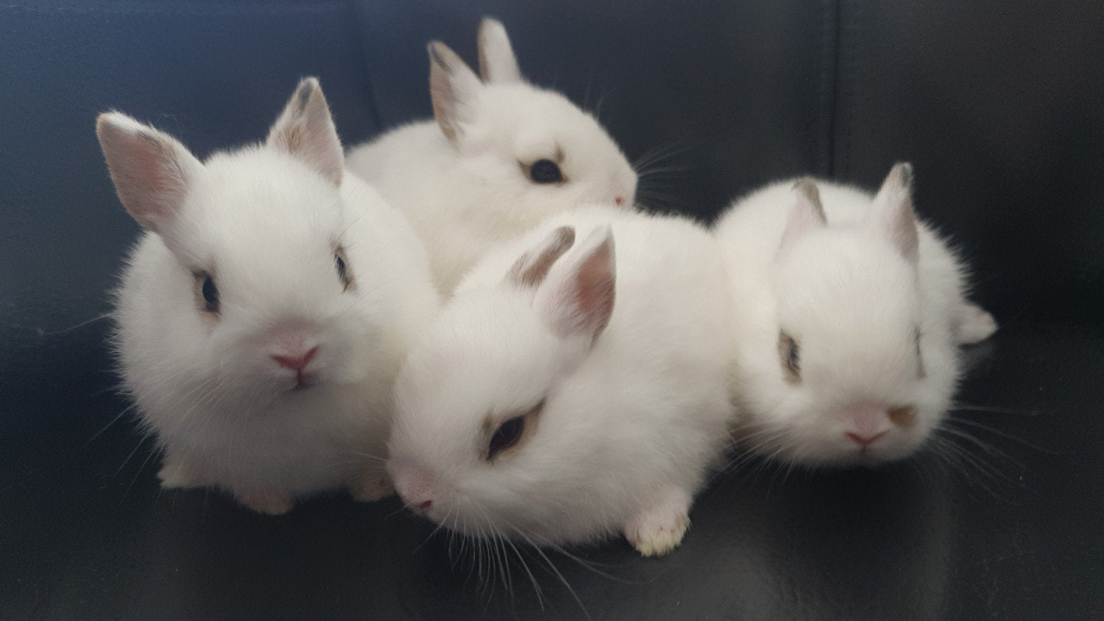 Prachtige kleurdwergjes, Dieren en Toebehoren, Konijnen, Vrouwelijk