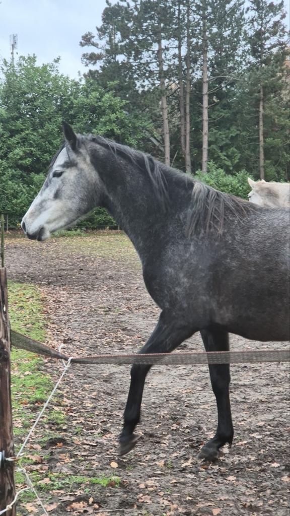 Lieve mensgerichte merrie van net 4 jaar is er klaar voor, Dieren en Toebehoren, Paarden, Merrie, Dressuurpaard, 3 tot 6 jaar