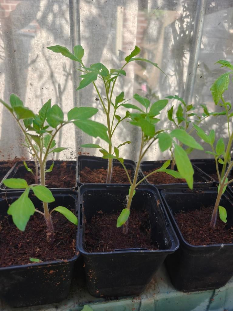 Tomaten, Ophalen, Minder dan 100 cm, Overige soorten, Zomer