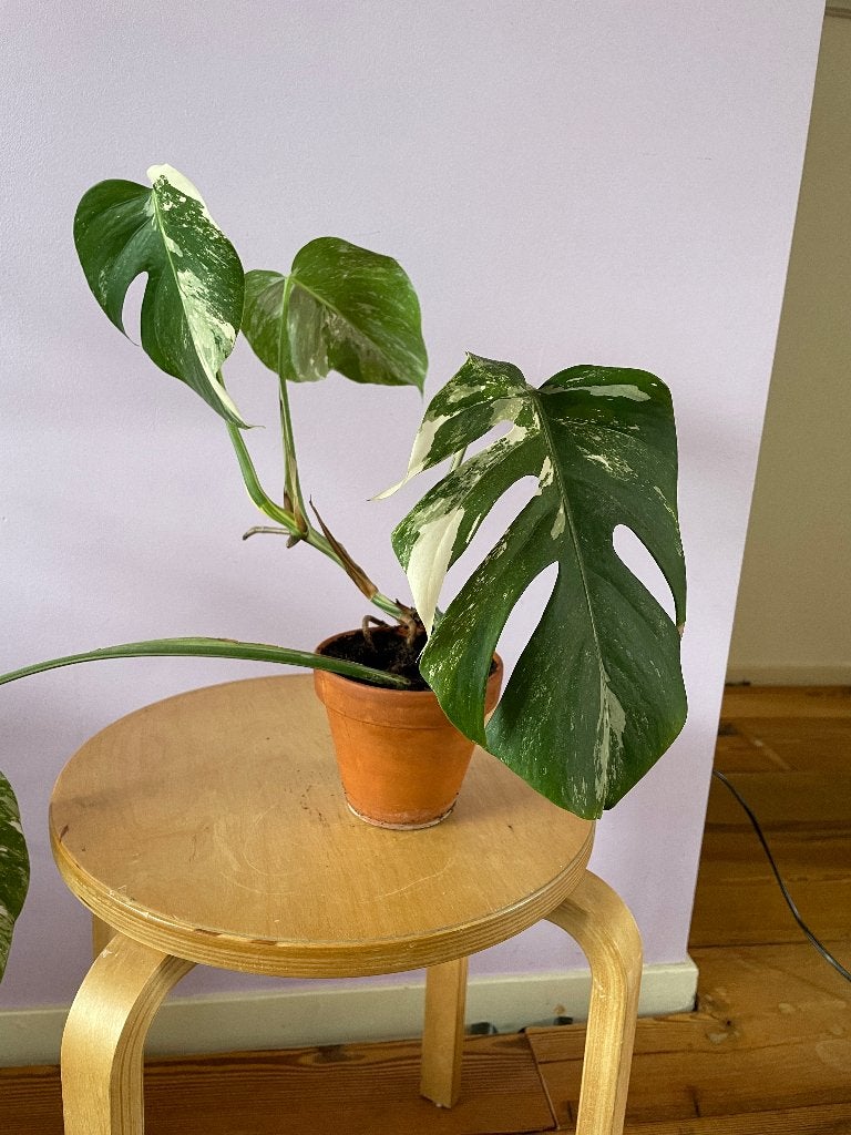 Monstera Variegata (rare), Ophalen, Overige soorten, Halfschaduw, In pot