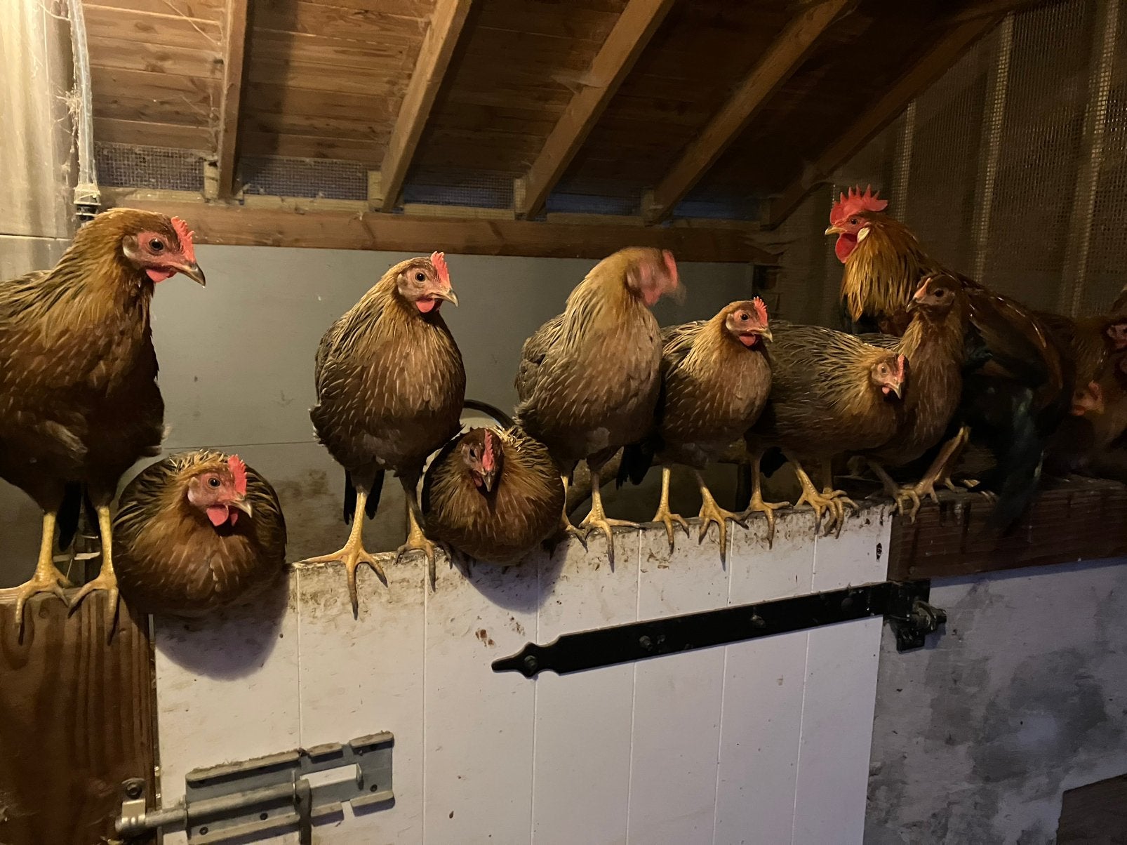 Leghorn patrijs, Vrouwelijk, Kip
