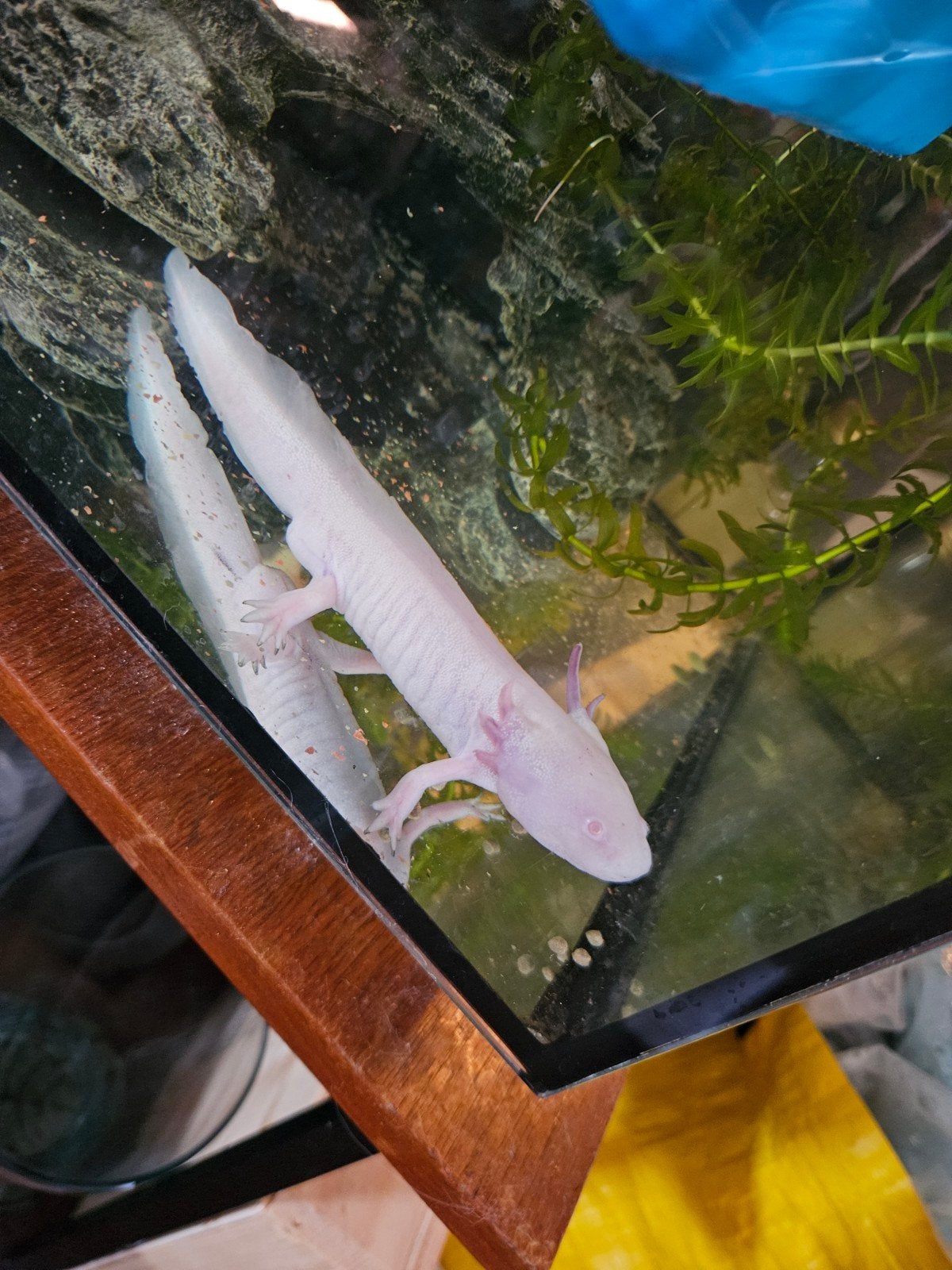 Albino axolotl man, Amfibie, 0 tot 2 jaar