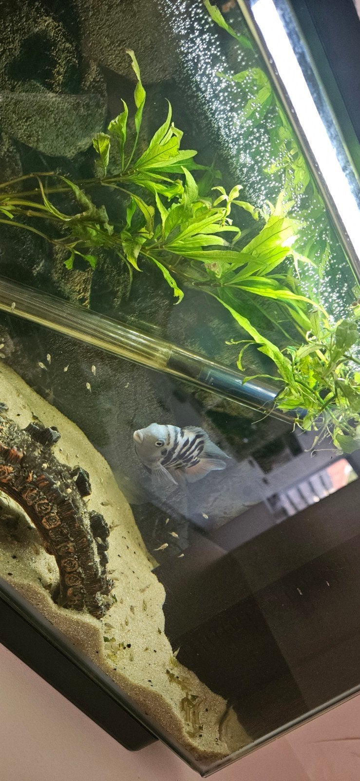 Baby zebracichlide te koop!, Dieren en Toebehoren