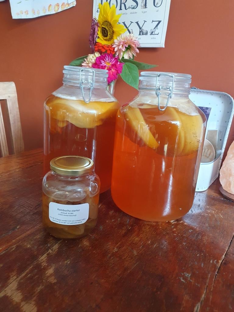 Prachtige vitale SCOBY voor kombucha, Ophalen of Verzenden