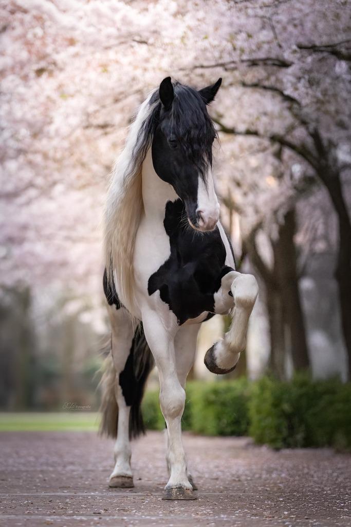 Ter dekking Homozygoot Tobiano Barock Pinto dekhengst, Hengst