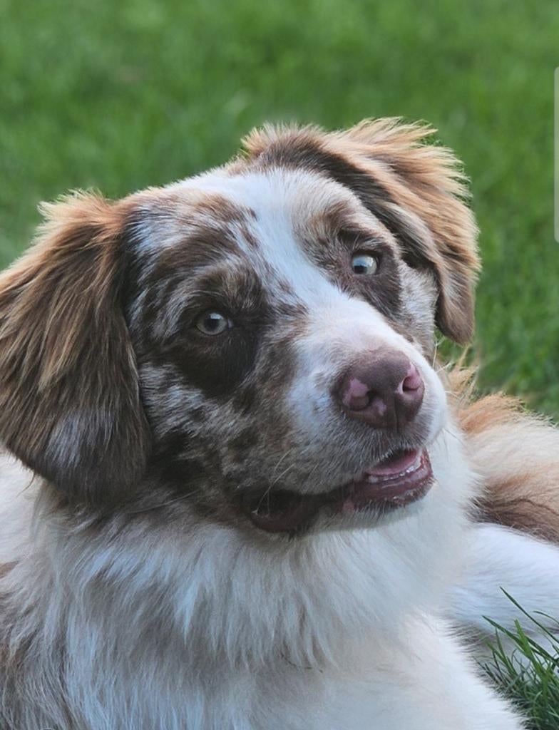 Australian Shepherd Dekreu, Parvo, Reu, 1 tot 2 jaar, Eén hond