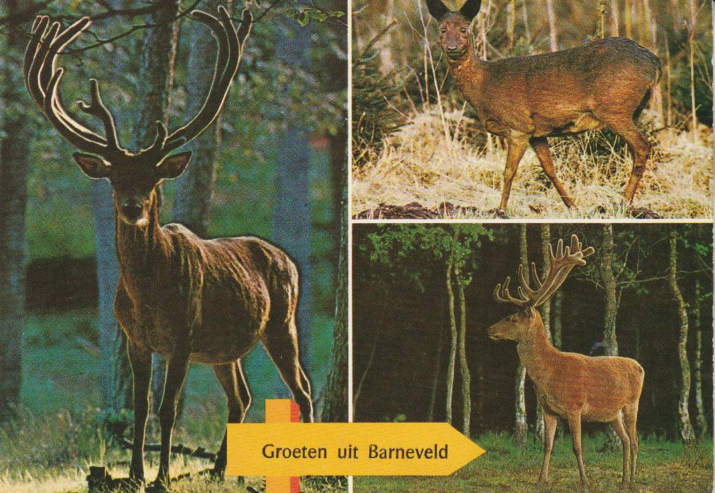 Groeten uit Barneveld, Ophalen of Verzenden, 1960 tot 1980, Gelopen, Gelderland