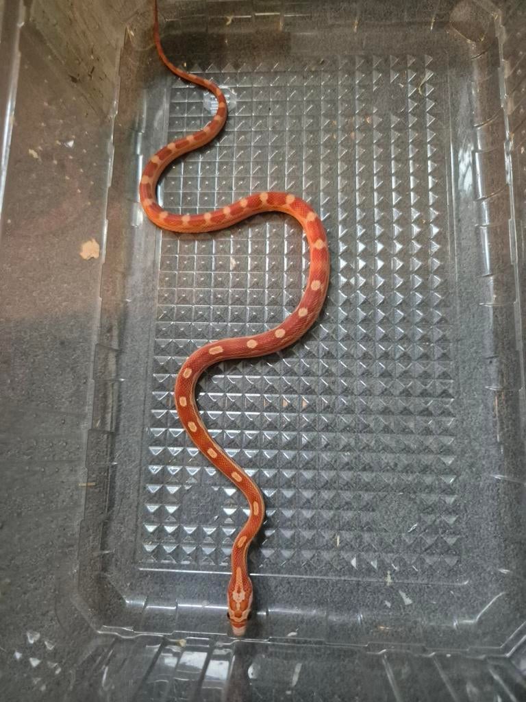 Pantherophis guttatus Korenslang, Dieren en Toebehoren, Slang, 0 tot 2 jaar