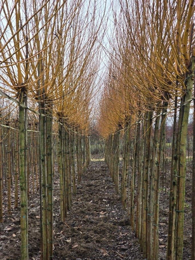 Schietwilg | Salix alba 'Chermesina', Ophalen, Halfschaduw, Overige soorten, Lente