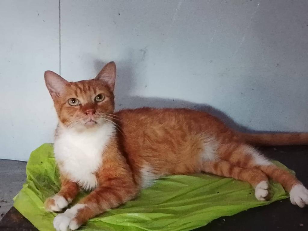 Jarela, Abne 12-2-2022 gered van een verlaten weg, Kater, Kortharig, 3 tot 5 jaar