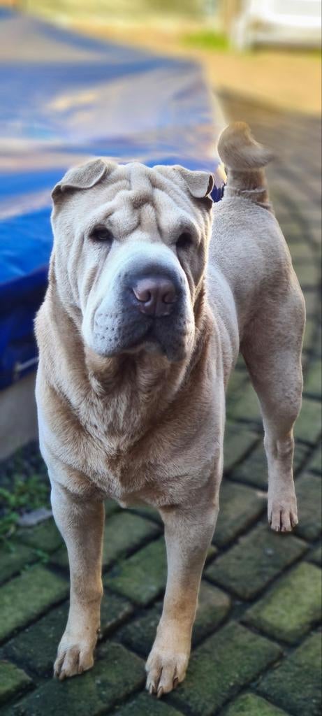 Sharpei reu ter dekking, Dieren en Toebehoren, Honden | Dekreuen, Fokker | Hobbymatig, Reu, Buitenland, Parvo