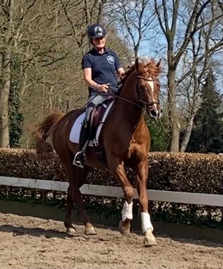 Paardrijinstructie aangeboden en rijden van uw paard, Ruiter of Bijrijder