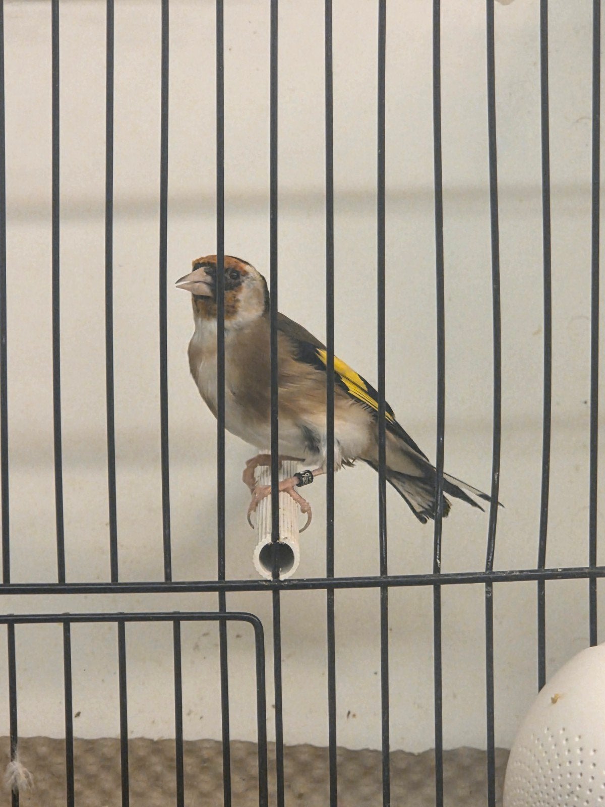 parva putter man 2025, Mannelijk, Wildzangvogel, Geringd