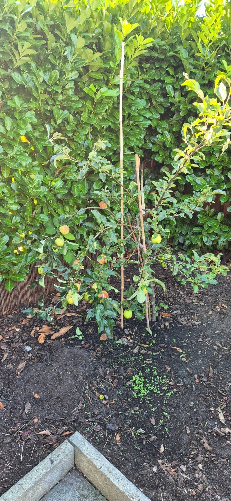 Appel- en perenboom, Overige soorten, Lente, 100 tot 250 cm, Ophalen