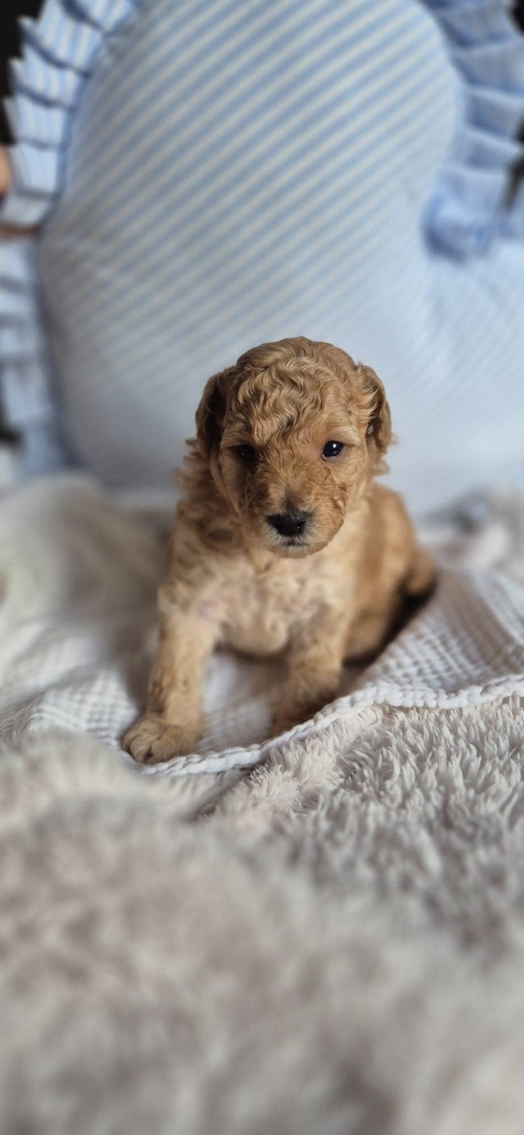 Nog 2 hele lieve schattige dwerg/toypoedel pups, Dieren en Toebehoren, Poedel, 8 tot 15 weken, Meerdere, Meerdere dieren