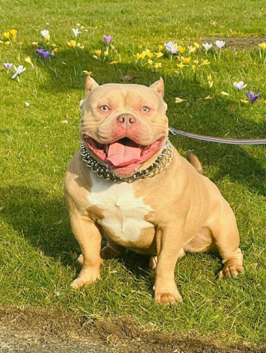 Pocket bully, België, Particulier, Reu, Parvo