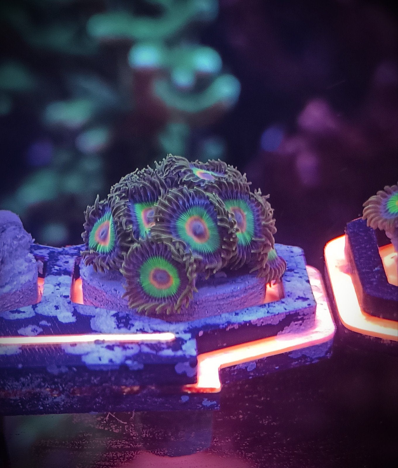 Rasta zoanthids volle fragplug, Dieren en Toebehoren, Vissen | Aquariumvissen, Zoutwatervis