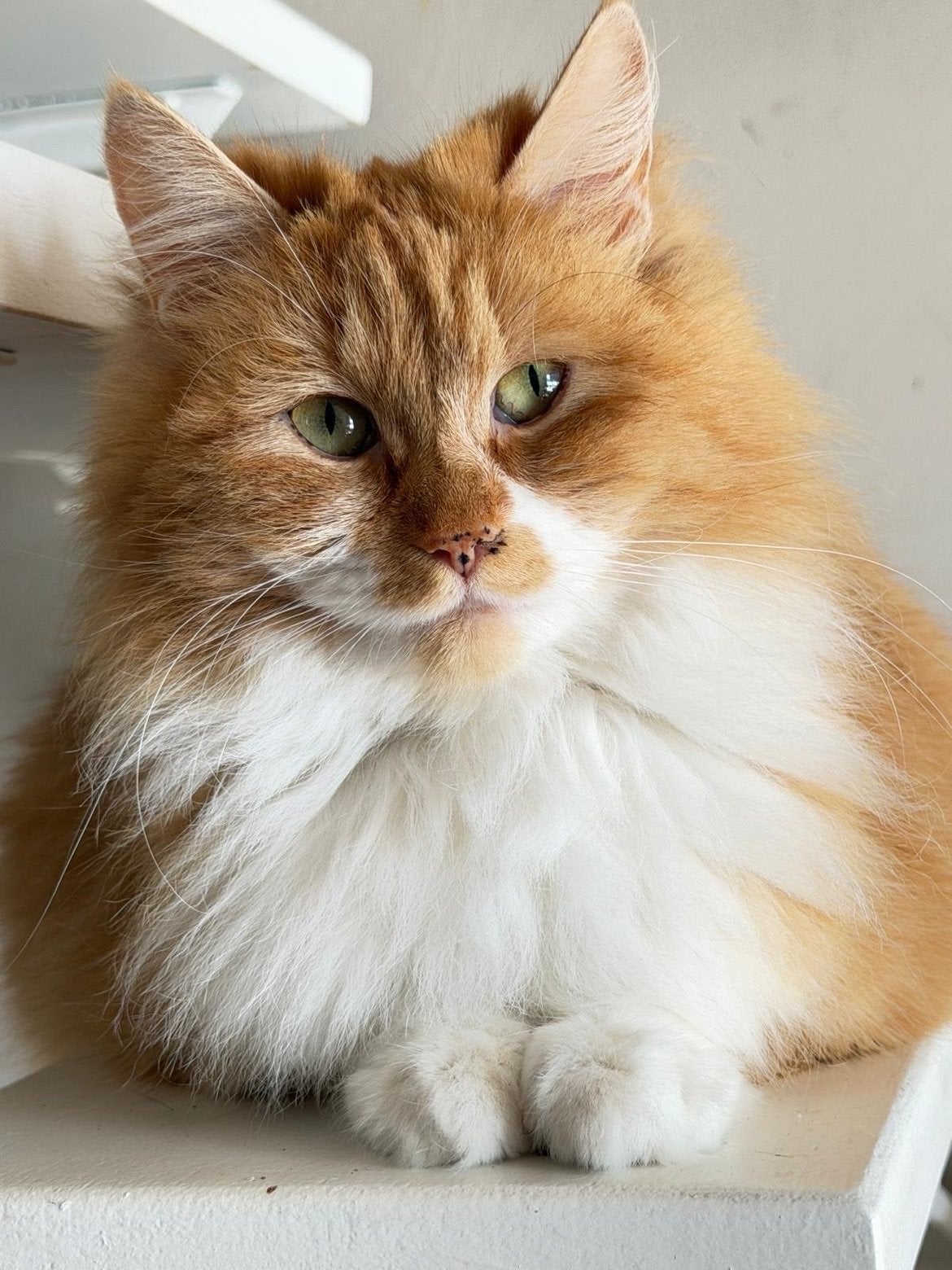 Poes mag naar ander huisje, Poes, Ontwormd, 3 tot 5 jaar