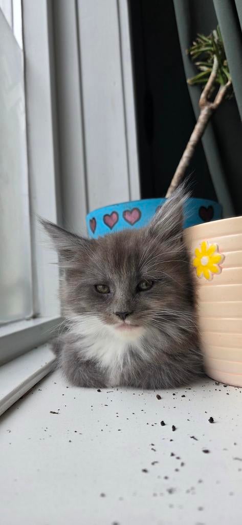 Maine coon kater met stamboom, Meerdere dieren, Met stamboom