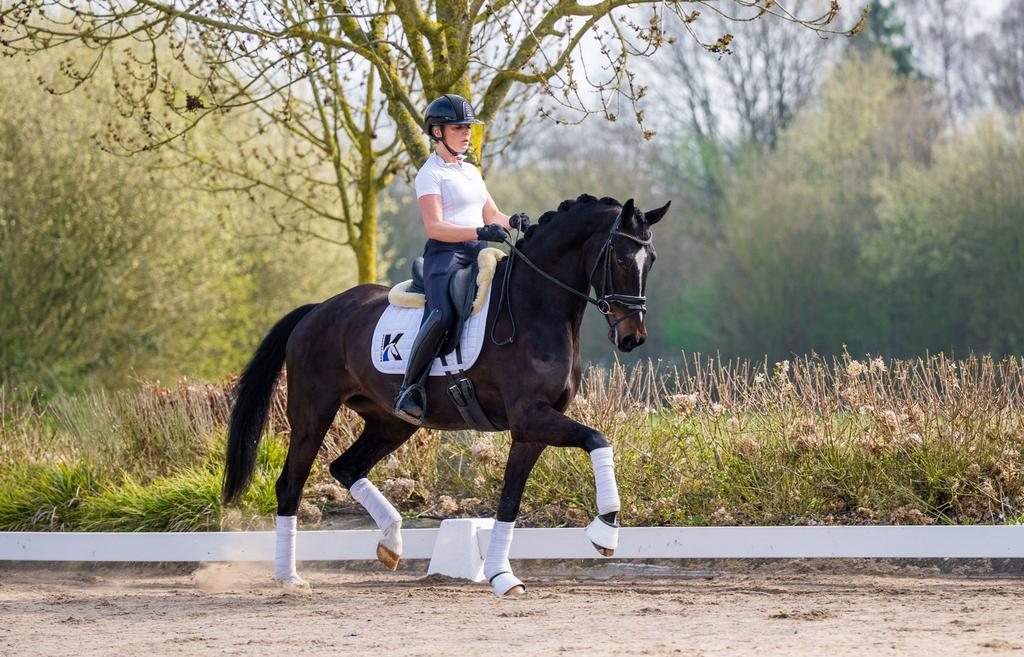Talentvolle dressuurmerrie aangeboden, Dieren en Toebehoren, Paarden, Merrie, Met stamboom, M, Dressuurpaard