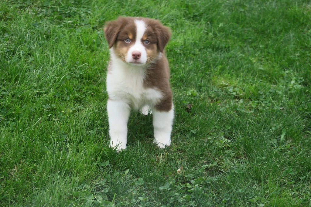 Foto 18 van Leuke Australian Shepherd pups