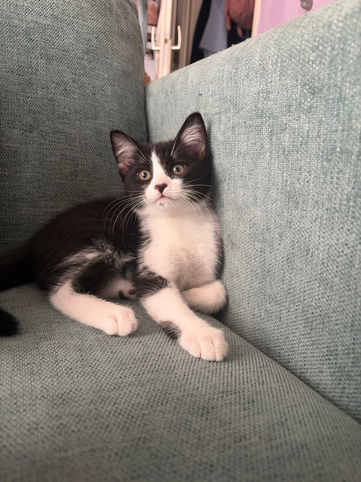 Kruising kittens 14 weken oud mogen mee, Meerdere dieren, 0 tot 2 jaar