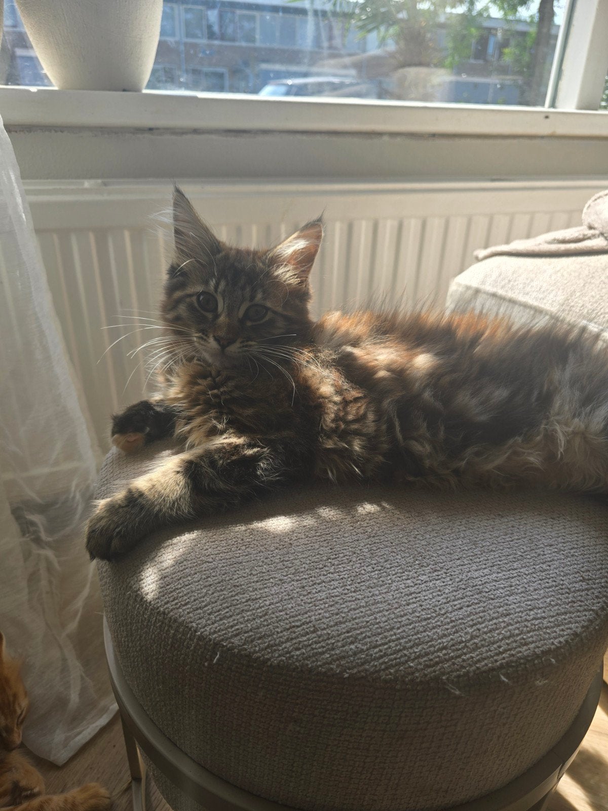 Prachtige maincoon kittens., Meerdere dieren