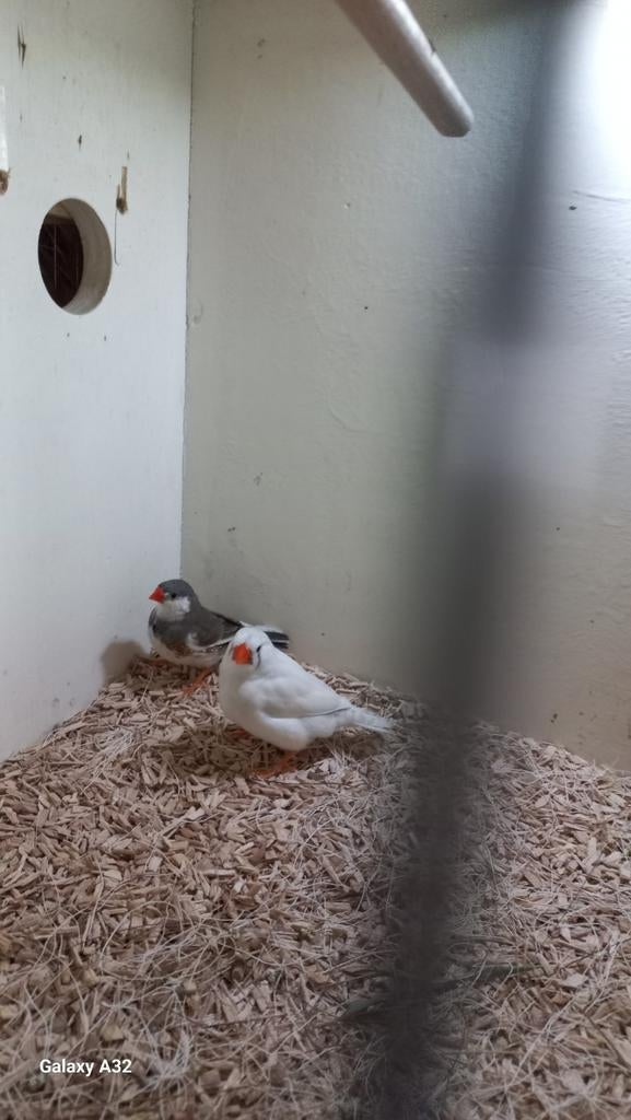 mooi koppel zebravinken, Dieren en Toebehoren, Meerdere dieren