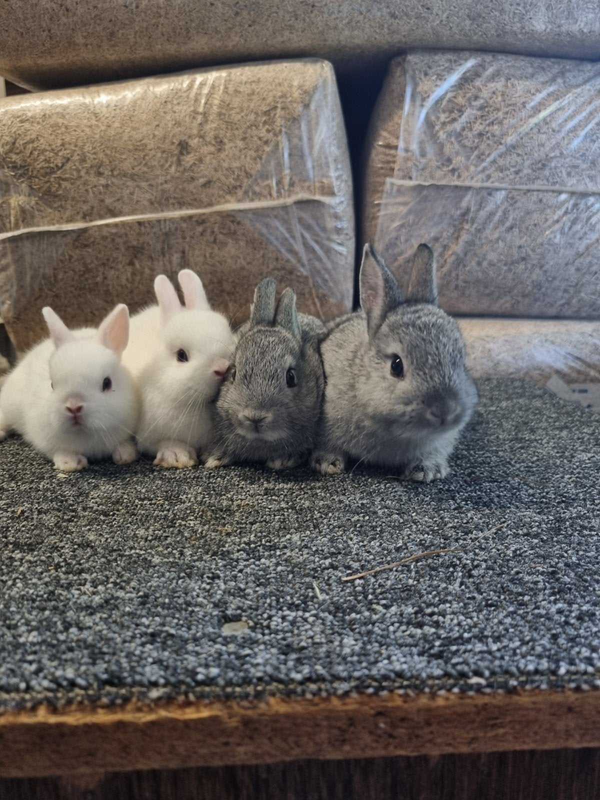 Mooie liefe dwergkonijntjes, Meerdere dieren, Dwerg, 0 tot 2 jaar