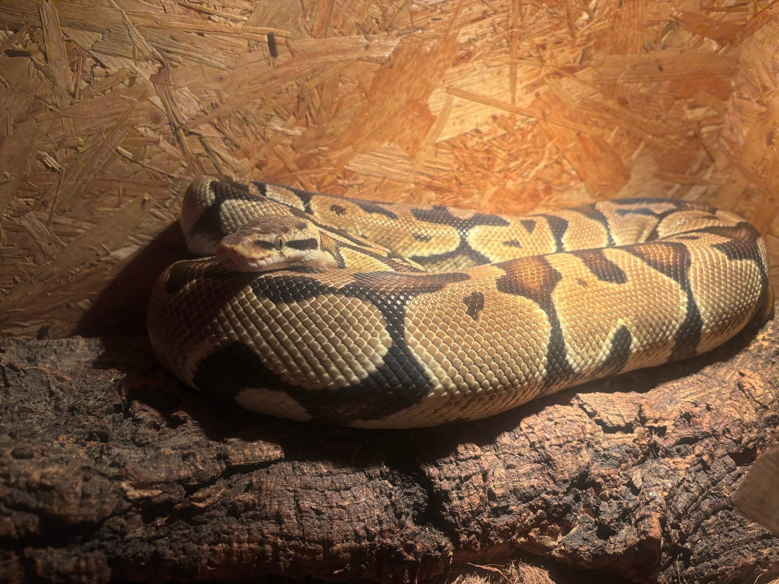 Koningspython met terrarium Ball Python - unknown for sale from Karel