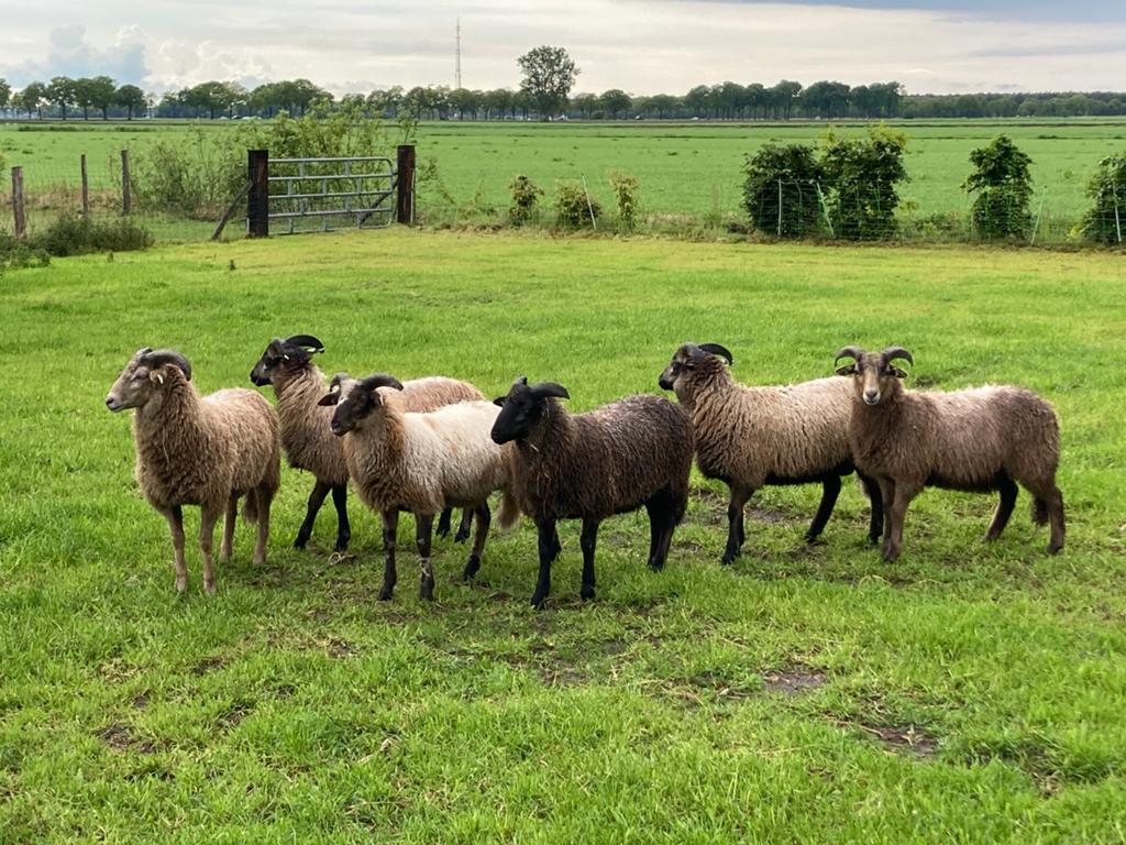 Drents heideschaap ramlammeren, Meerdere dieren, Schaap
