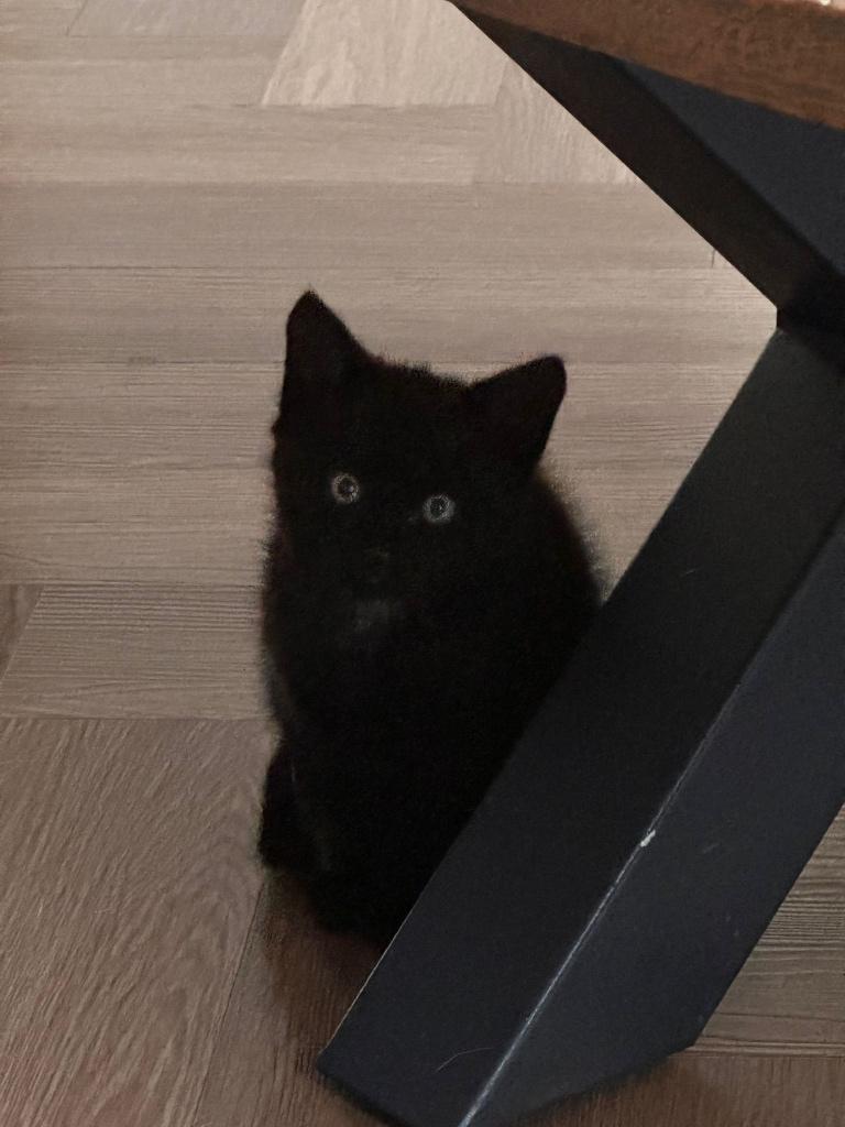 Schattige kittens zoeken warm mandje, Dieren en Toebehoren, Kater, 0 tot 2 jaar